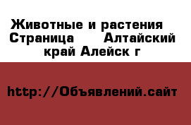  Животные и растения - Страница 16 . Алтайский край,Алейск г.